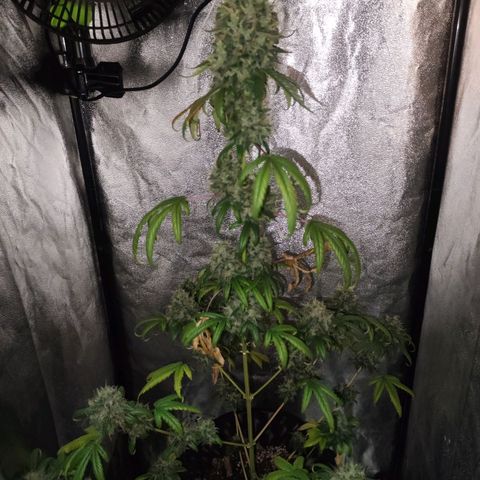 Gorilla Ghost growlog timeline photo