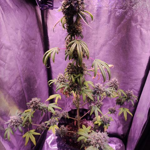 Gorilla Ghost growlog timeline photo