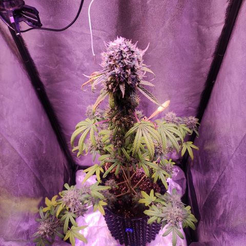 Gorilla Ghost growlog timeline photo