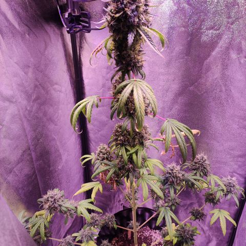 Gorilla Ghost growlog timeline photo