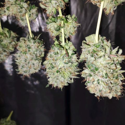 Gorilla Ghost growlog timeline photo
