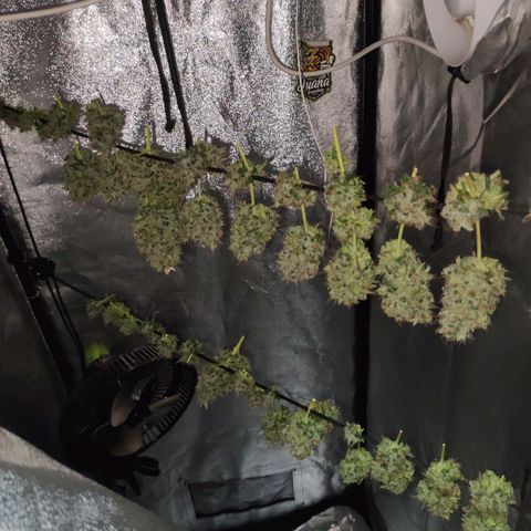 Gorilla Ghost growlog timeline photo
