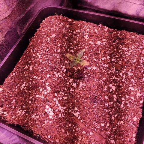 Gorilla Ghost growlog timeline photo