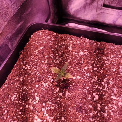 Gorilla Ghost growlog timeline photo