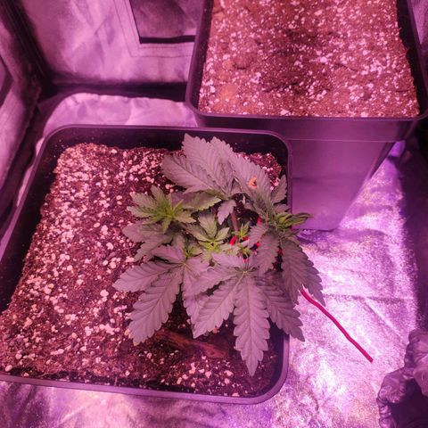 Gorilla Ghost growlog timeline photo