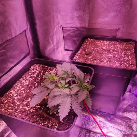Gorilla Ghost growlog timeline photo