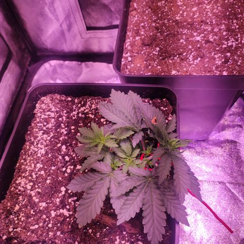 Gorilla Ghost growlog timeline photo