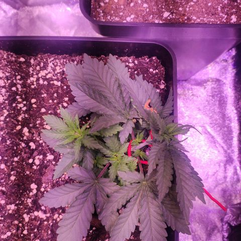 Gorilla Ghost growlog timeline photo