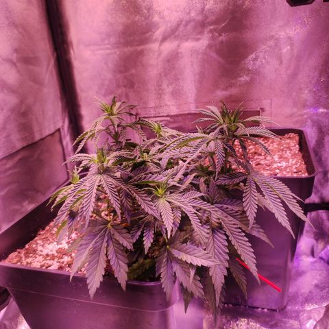 Gorilla Ghost growlog timeline photo
