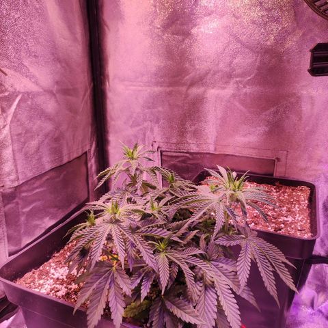 Gorilla Ghost growlog timeline photo