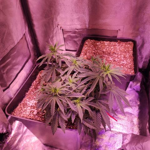Gorilla Ghost growlog timeline photo