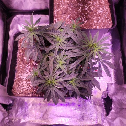 Gorilla Ghost growlog timeline photo