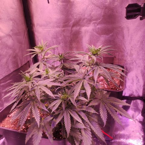 Gorilla Ghost growlog timeline photo