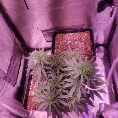 Gorilla Ghost growlog timeline photo