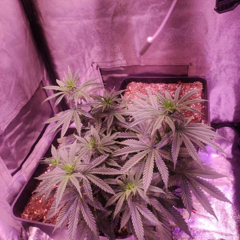 Gorilla Ghost growlog timeline photo