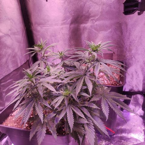 Gorilla Ghost growlog timeline photo