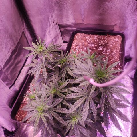 Gorilla Ghost growlog timeline photo