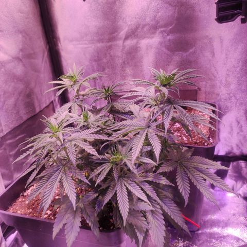 Gorilla Ghost growlog timeline photo