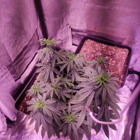 Gorilla Ghost growlog timeline photo