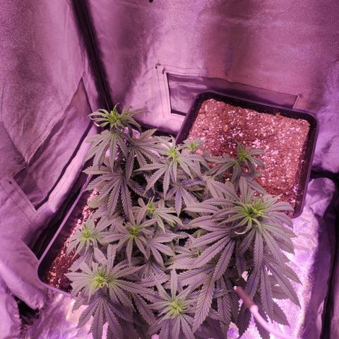 Gorilla Ghost growlog timeline photo