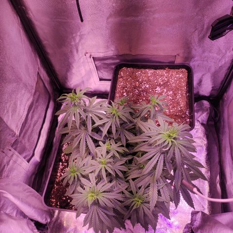 Gorilla Ghost growlog timeline photo