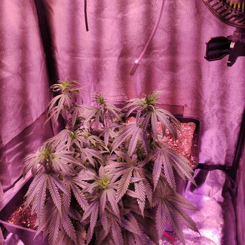 Gorilla Ghost growlog timeline photo