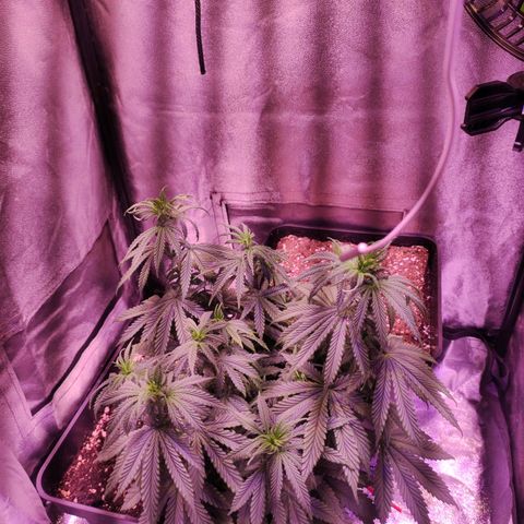 Gorilla Ghost growlog timeline photo