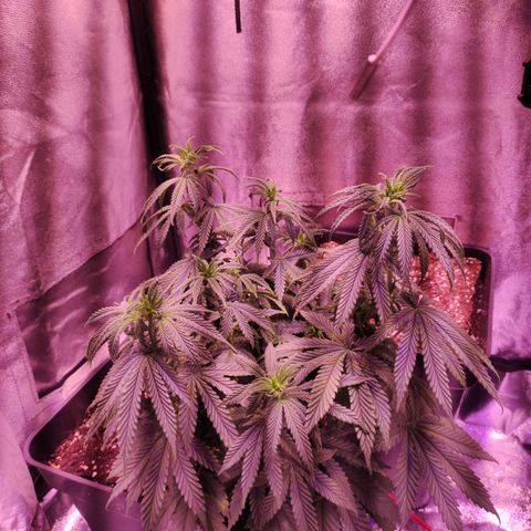 Gorilla Ghost growlog timeline photo