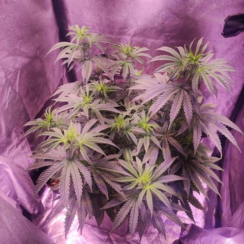 Gorilla Ghost growlog timeline photo