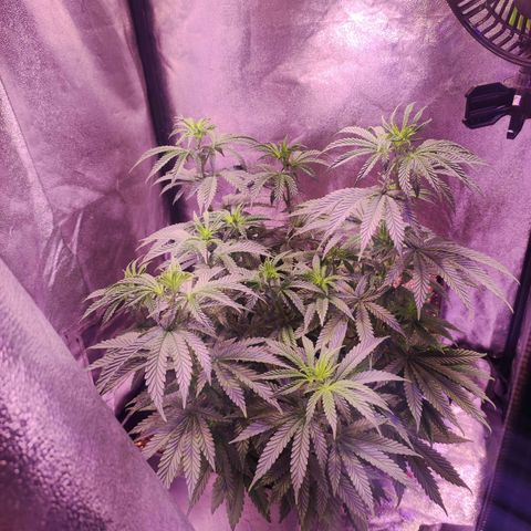 Gorilla Ghost growlog timeline photo
