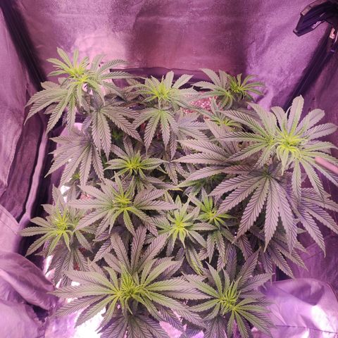 Gorilla Ghost growlog timeline photo