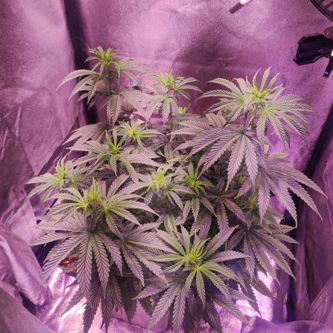 Gorilla Ghost growlog timeline photo