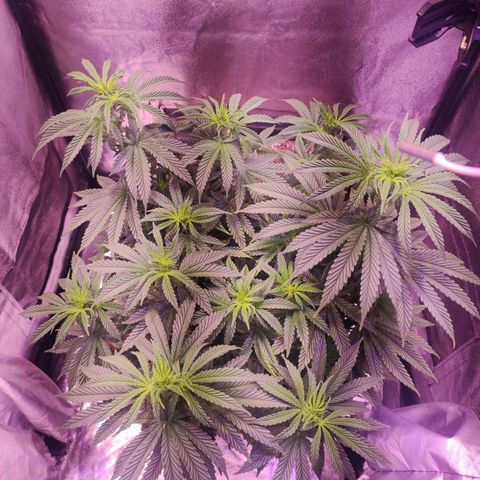 Gorilla Ghost growlog timeline photo