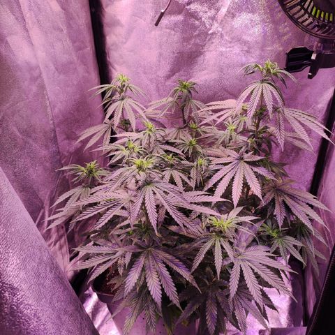 Gorilla Ghost growlog timeline photo