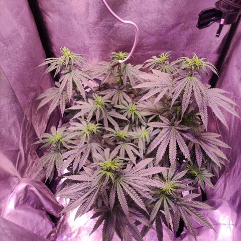 Gorilla Ghost growlog timeline photo