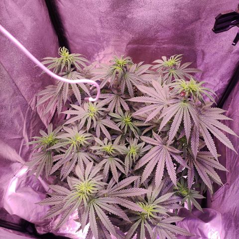 Gorilla Ghost growlog timeline photo