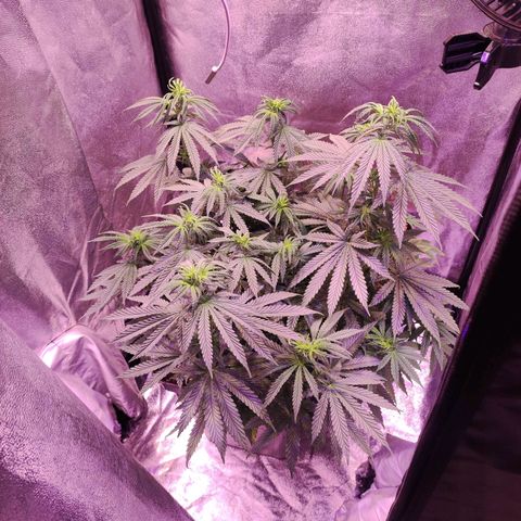 Gorilla Ghost growlog timeline photo