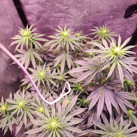 Gorilla Ghost growlog timeline photo