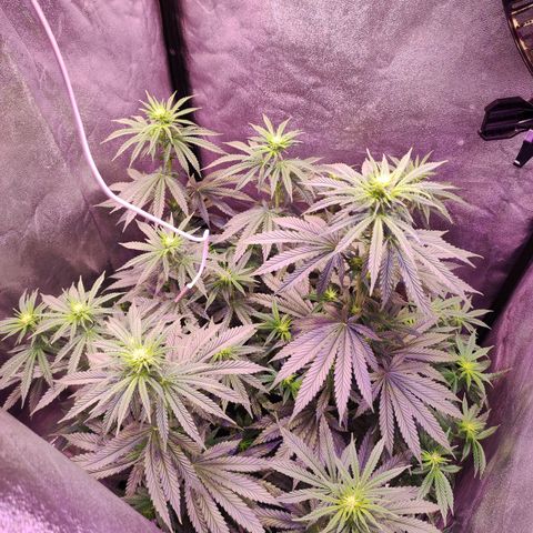 Gorilla Ghost growlog timeline photo