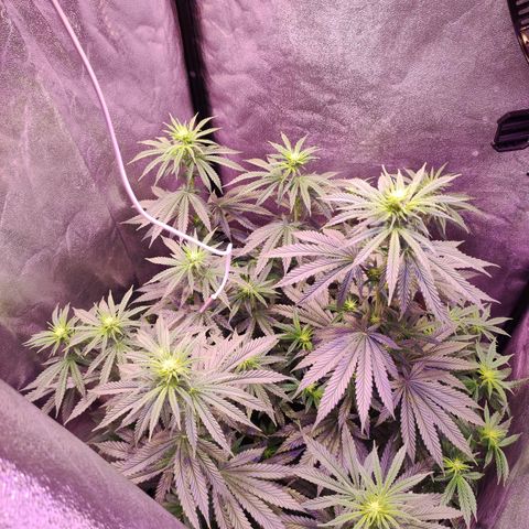 Gorilla Ghost growlog timeline photo