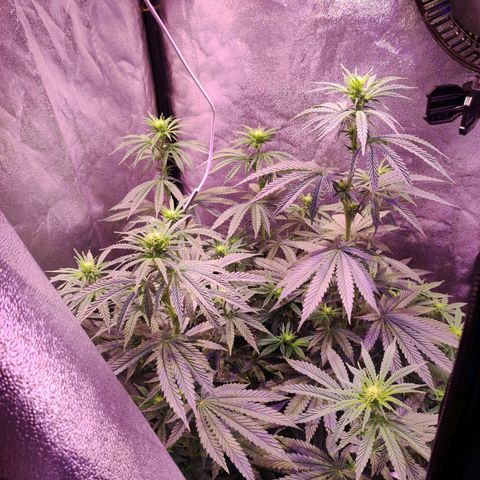 Gorilla Ghost growlog timeline photo