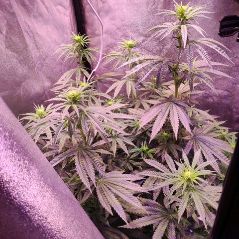 Gorilla Ghost growlog timeline photo