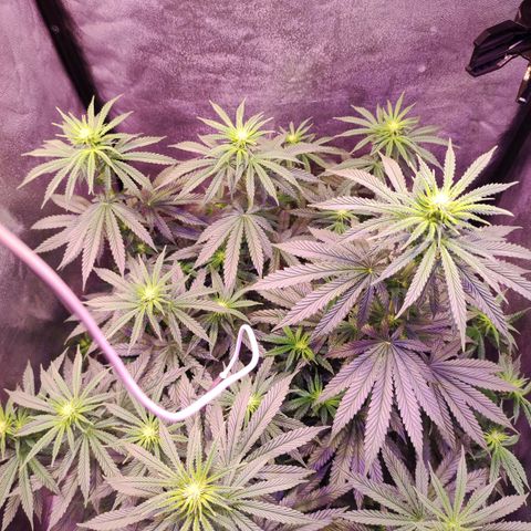Gorilla Ghost growlog timeline photo