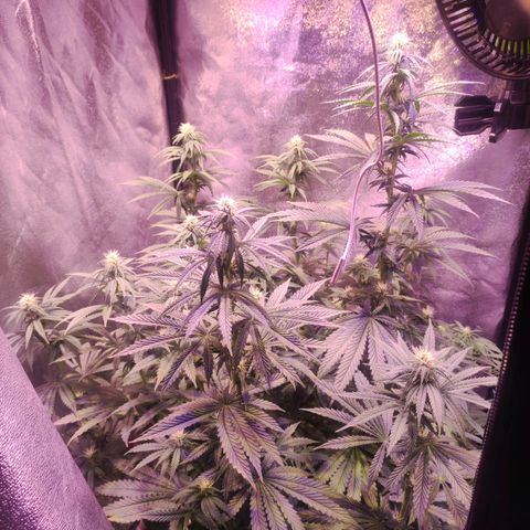 Gorilla Ghost growlog timeline photo