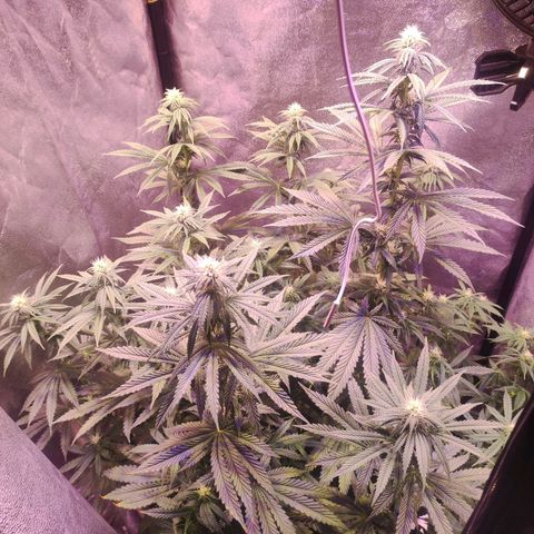 Gorilla Ghost growlog timeline photo