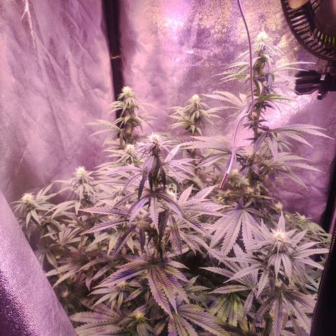 Gorilla Ghost growlog timeline photo