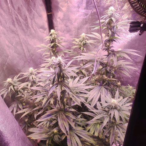 Gorilla Ghost growlog timeline photo