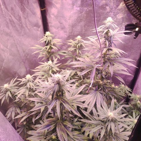 Gorilla Ghost growlog timeline photo