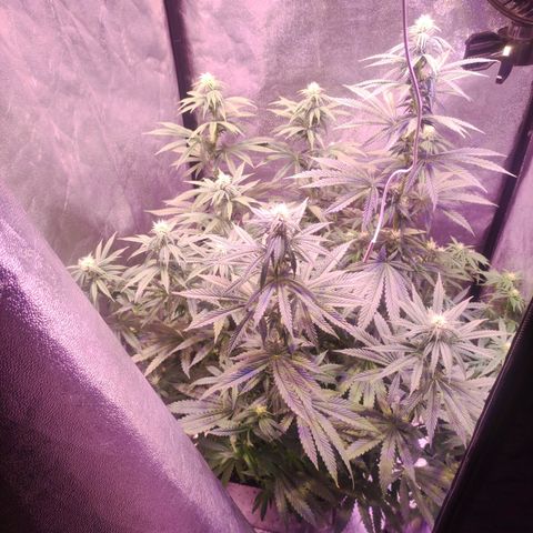 Gorilla Ghost growlog timeline photo