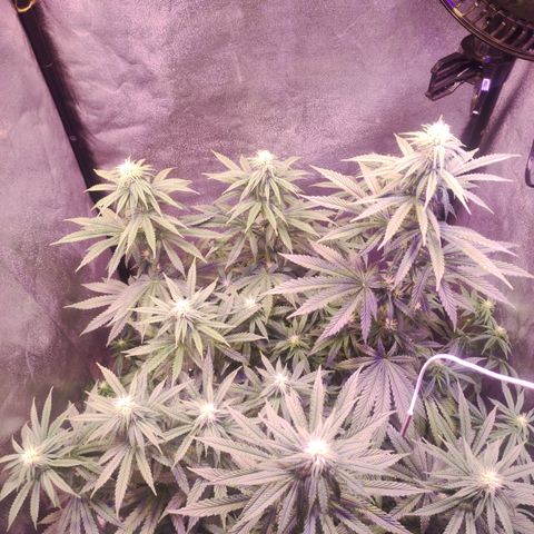 Gorilla Ghost growlog timeline photo